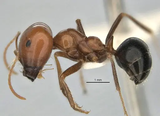 Melophorus laticeps specimen ANIC32-900188 image anic32-900188_3