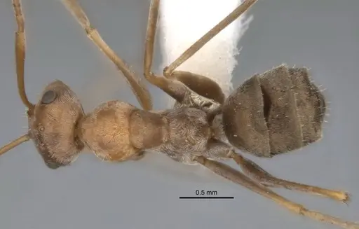 Melophorus lissotriches specimen ANIC32-900148-1 image anic32-900148-1_1