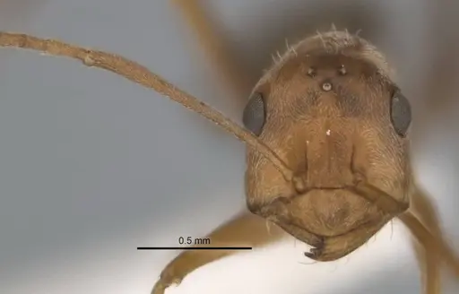 Melophorus lissotriches specimen ANIC32-900148-1 image anic32-900148-1_2