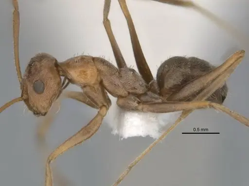 Melophorus lissotriches specimen ANIC32-900148-1 image anic32-900148-1_3