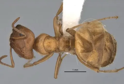 Melophorus lissotriches specimen ANIC32-900148-2 image anic32-900148-2_1