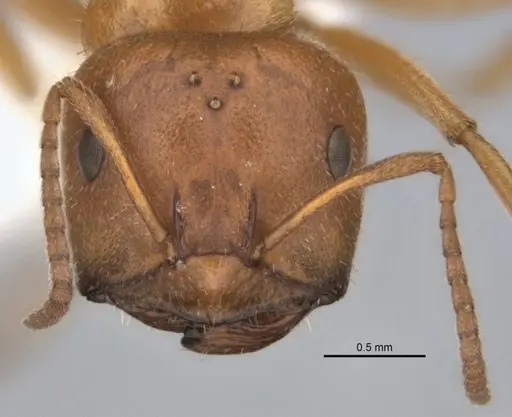 Melophorus lissotriches specimen ANIC32-900148-2 image anic32-900148-2_2