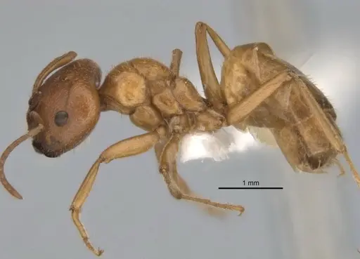 Melophorus lissotriches specimen ANIC32-900148-2 image anic32-900148-2_3