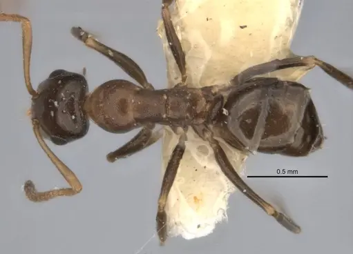 Melophorus longiceps specimen ANIC32-900104 image anic32-900104_1