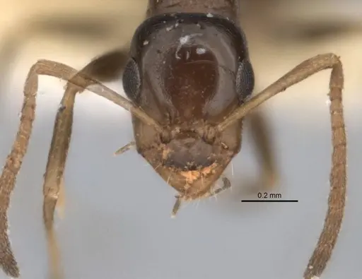 Melophorus longiceps specimen ANIC32-900104 image anic32-900104_2