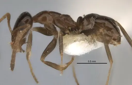 Melophorus longiceps specimen ANIC32-900104 image anic32-900104_3