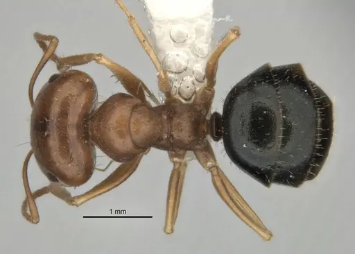 Melophorus longipes specimen ANIC32-900193 image anic32-900193_1