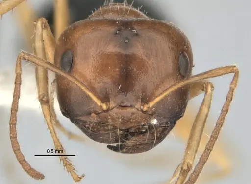 Melophorus longipes specimen ANIC32-900193 image anic32-900193_2