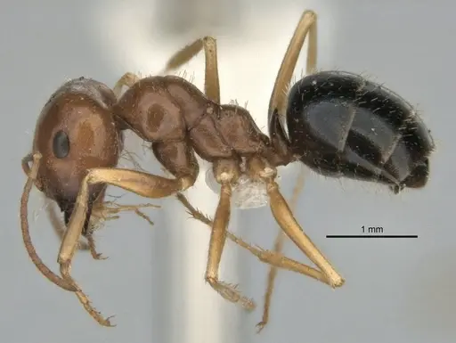 Melophorus longipes specimen ANIC32-900193 image anic32-900193_3