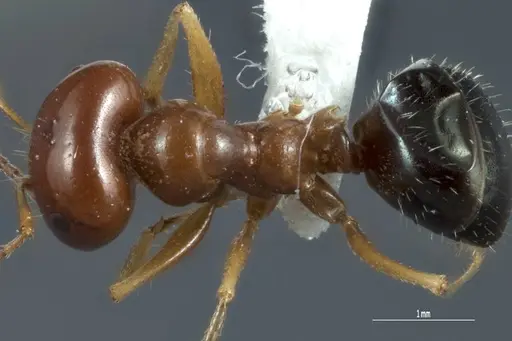 Melophorus longipes specimen ANTWEB1041111 image antweb1041111_1
