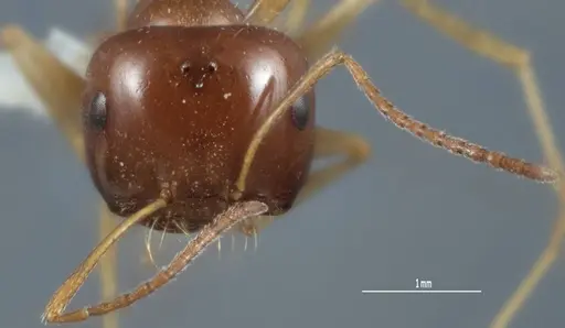 Melophorus longipes specimen ANTWEB1041111 image antweb1041111_2