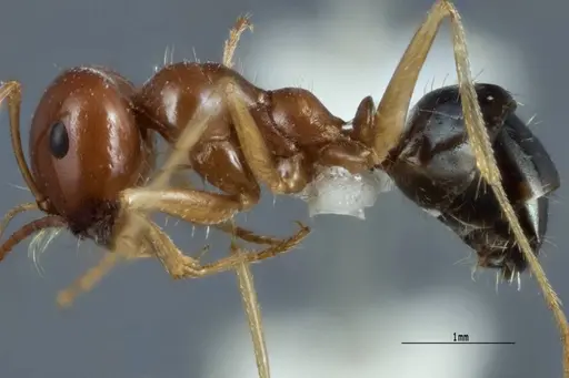 Melophorus longipes specimen ANTWEB1041111 image antweb1041111_3