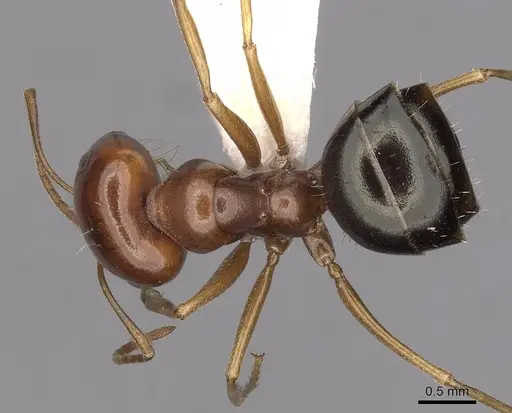 Melophorus longipes specimen CASENT0280480 image casent0280480_1