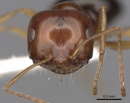 Melophorus longipes specimen CASENT0280480 image casent0280480_2