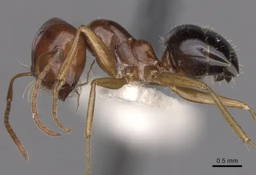 Melophorus longipes specimen CASENT0280480 image casent0280480_3