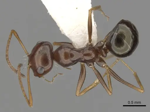 Melophorus longipes specimen CASENT0280481 image casent0280481_1