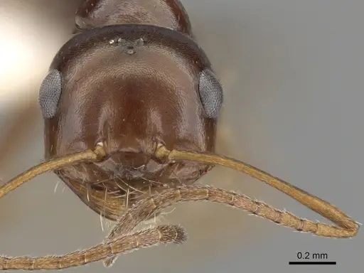 Melophorus longipes specimen CASENT0280481 image casent0280481_2