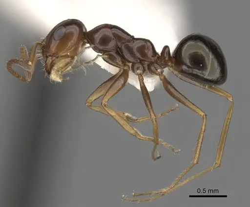 Melophorus longipes specimen CASENT0280481 image casent0280481_3