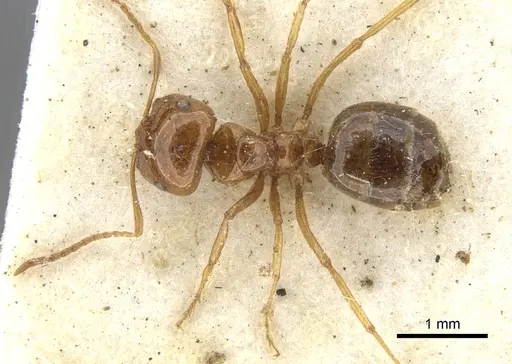 Melophorus ludius specimen CASENT0903266 image casent0903266_1