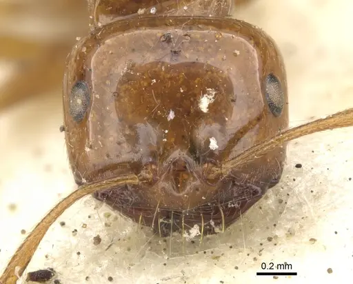 Melophorus ludius specimen CASENT0903266 image casent0903266_2