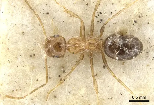Melophorus ludius specimen CASENT0903267 image casent0903267_1