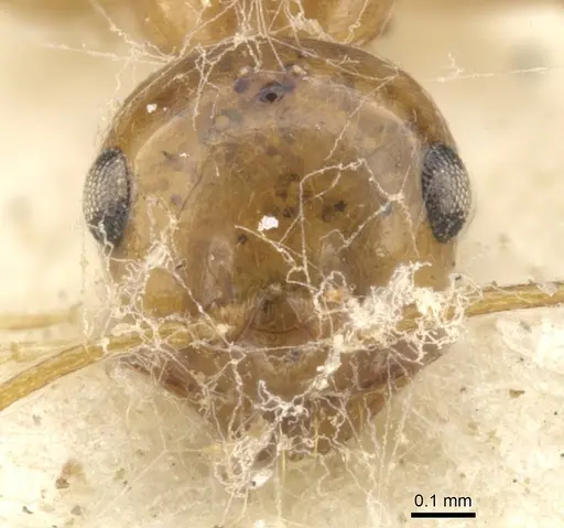 Melophorus ludius specimen CASENT0903267 image casent0903267_2