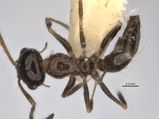 Melophorus macrops specimen ANIC32-900105 image anic32-900105_1