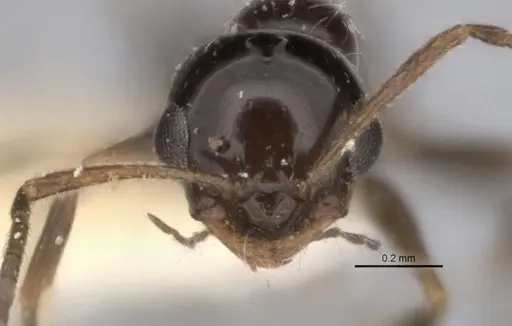 Melophorus macrops specimen ANIC32-900105 image anic32-900105_2