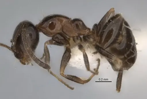 Melophorus macrops specimen ANIC32-900105 image anic32-900105_3