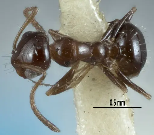 Melophorus macrops specimen ANTWEB1041100 image antweb1041100_1