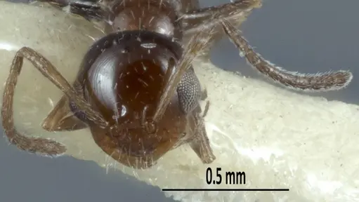 Melophorus macrops specimen ANTWEB1041100 image antweb1041100_2