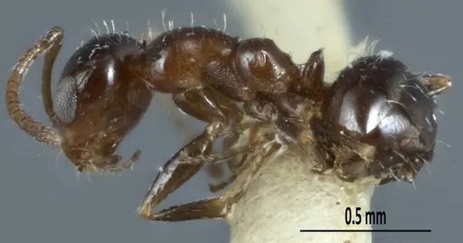 Melophorus macrops specimen ANTWEB1041100 image antweb1041100_3