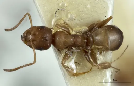 Melophorus macroschismus specimen ANIC32-900028 image anic32-900028_1