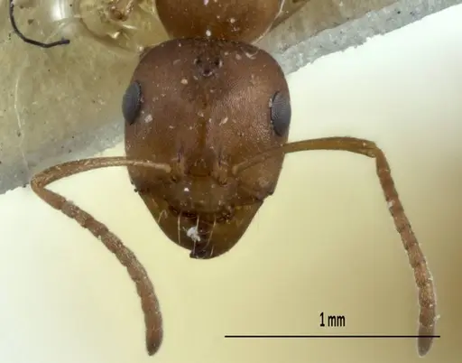 Melophorus macroschismus specimen ANIC32-900028 image anic32-900028_2