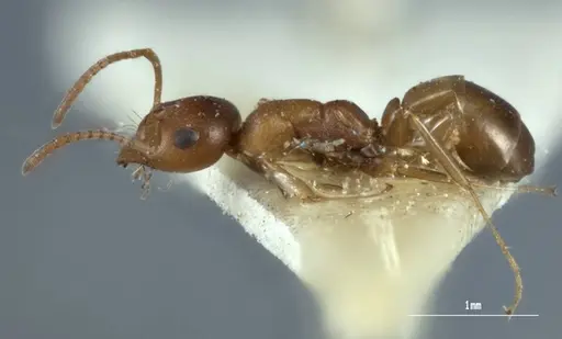 Melophorus macroschismus specimen ANIC32-900028 image anic32-900028_3