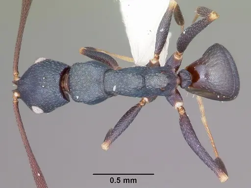 Melophorus majeri specimen CASENT0104674 image casent0104674_1