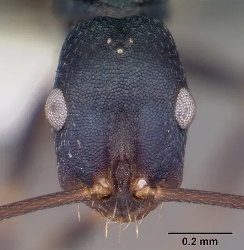 Melophorus majeri specimen CASENT0104674 image casent0104674_2