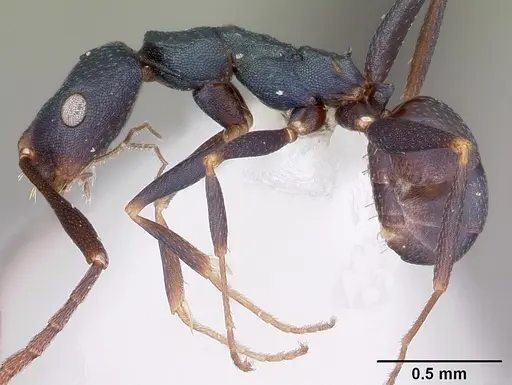 Melophorus majeri specimen CASENT0104674 image casent0104674_3