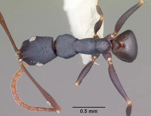 Melophorus majeri specimen CASENT0104699 image casent0104699_1