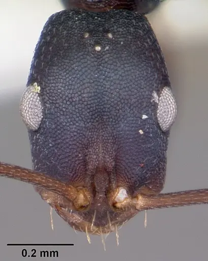 Melophorus majeri specimen CASENT0104699 image casent0104699_2