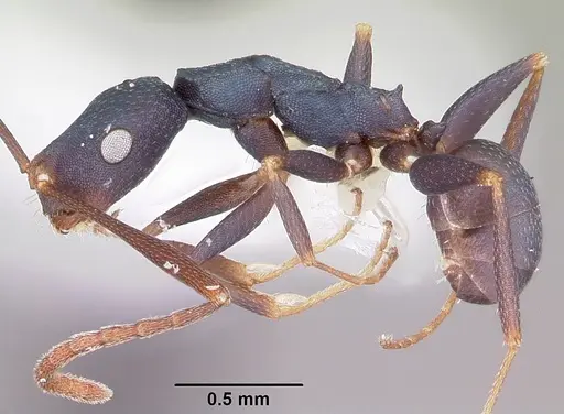 Melophorus majeri specimen CASENT0104699 image casent0104699_3