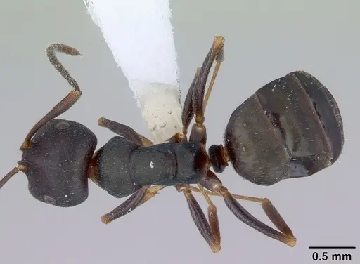 Melophorus majeri specimen CASENT0172019 image casent0172019_1