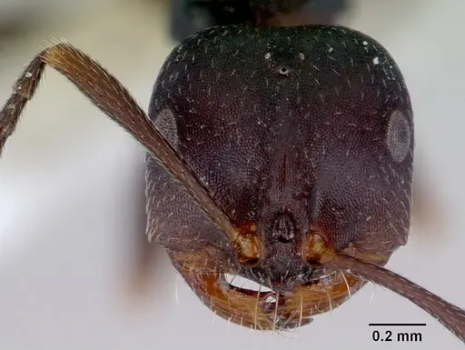 Melophorus majeri specimen CASENT0172019 image casent0172019_2