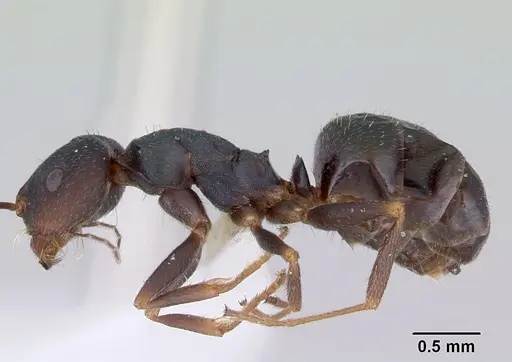 Melophorus majeri specimen CASENT0172019 image casent0172019_3