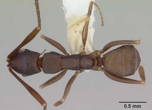 Melophorus majeri specimen CASENT0172020 image casent0172020_1