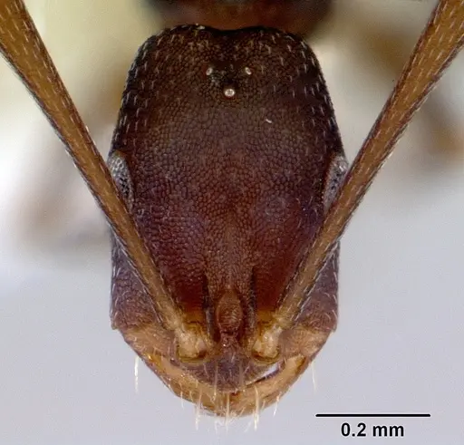 Melophorus majeri specimen CASENT0172020 image casent0172020_2