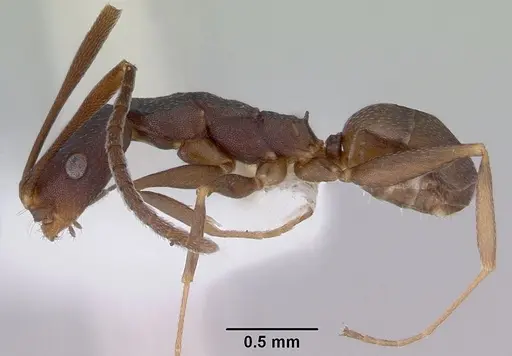 Melophorus majeri specimen CASENT0172020 image casent0172020_3