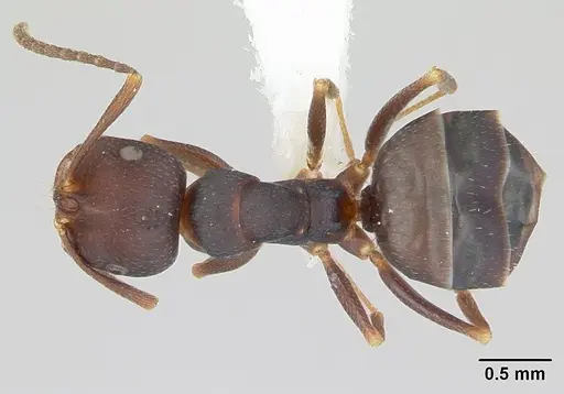 Melophorus majeri specimen CASENT0173922 image casent0173922_1