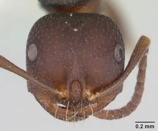 Melophorus majeri specimen CASENT0173922 image casent0173922_2