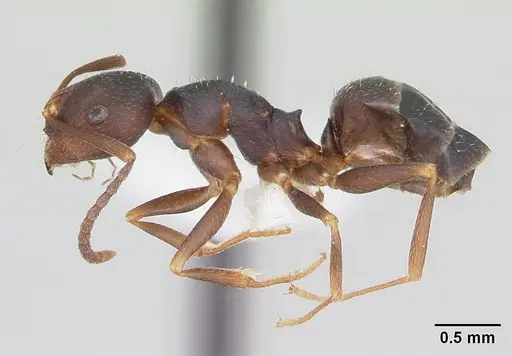 Melophorus majeri specimen CASENT0173922 image casent0173922_3
